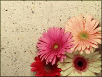 les fleurs du mal.....